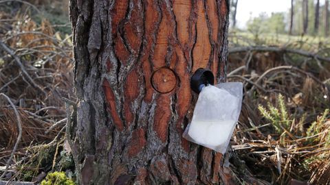 Bolsa de extracci�n de resina en una imagen de archivo