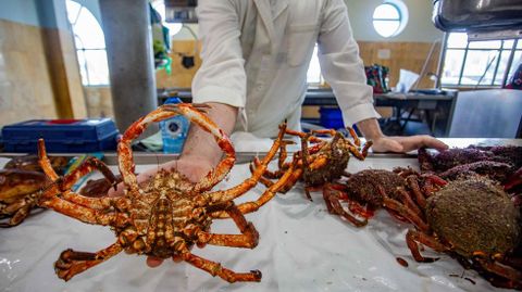La r�a de Pontevedra se despide de sus �ltimas centollas para la venta hasta que acabe la veda en oto�o