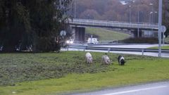 Los tres cerdos se pasean por las inmediaciones de la N-6