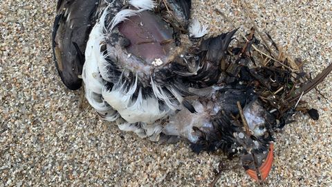 Muchas aves, como este�frailecillo, aparecieron muertas en la Costa da Vela