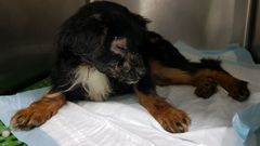 Perro abandonado en Oviedo