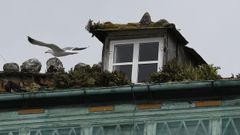 Las gaviotas que anidan en los tejados del centro de Viveiro generan numerosas molestias