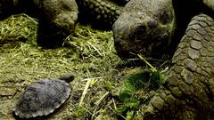 Una joven tortuga gigante de Galapagos en el zoo de Zurich