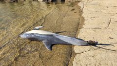 El delf�n presentaba s�ntomas de una salud precaria y no sobrevivi�