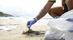 Retirada de carabelas portuguesas en la playa de Canelas, en Portonovo, la semana pasada
