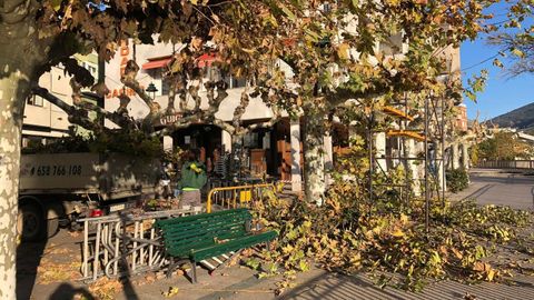 Trabajos de poda en el Paseo del Malec�n