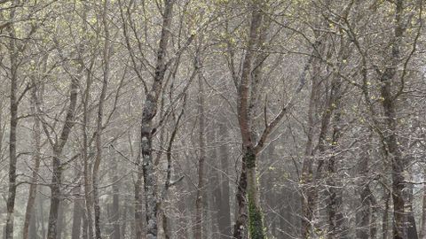 Nubes de polen salen de los �rboles al levantarse el viento en Santiago.