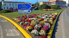 Crisantemos plantados en Catabois con motivo de la celebraci�n del d�a de Todos los Santos y Difuntos.