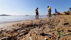 Trabajadores retiran peces muertos del Mar Menor en una imagen de archivo.