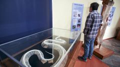 Esqueleto de una pit�n encontrada en Freixeiro en los a�os noventa que exhibe el SGHN