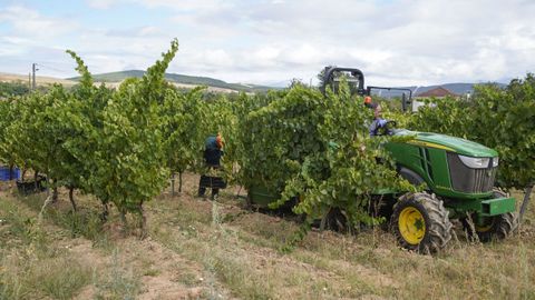 Vendimia en Monterrei