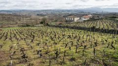 Vi�edos sin bancales en una zona de Pant�n acogida a Ribeira Sacra