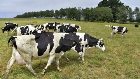 Inlac considera que debe haber total transparencia sobre de donde procede la leche envasada