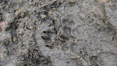 Huellas de lobo en la aldea de Pradeda de Arriba.