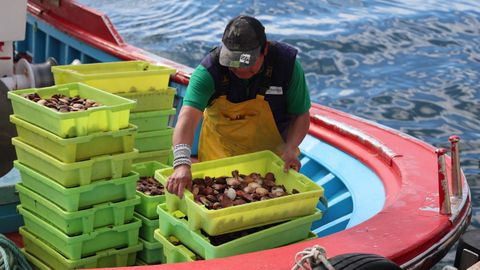 Arranca a campaña da volandeira na ría de Arousa