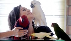 Olalla Fern�ndez mira a Nube, su cacat�a alba, rodeada por el loro eclectus Isis (rojo y azul), el aratinga Epi (verde) y la ninfa Coqui. 