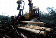 En Galicia hay m�s de 700.000 propietarios forestales; en la foto, una tala en Moeche. 