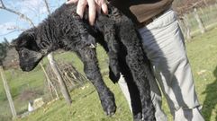 Nace una oveja de seis patas en una finca de Nar�n