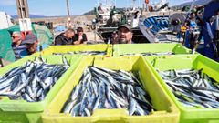 Descarga de anchoa en el puerto de Porto do Son