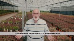 El coronavirus pilla a los viveros de Baixo Mi�o en plena campa�a