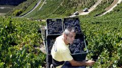 La modernizaci�n lleg� tambi�n al cultivo de las uvas, no solo a las bodegas y en algunas zonas instalaron elevadores que permiten sacar las cestas con una mayor comodidad que a hombros, como se hizo durante siglos.