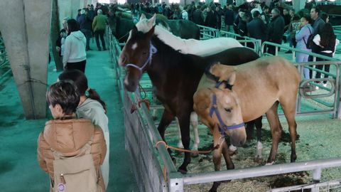 Exposicin de ganado en la feria de Castro