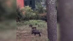 Vivir con una piara de jabal�es en su jard�n de Oleiros