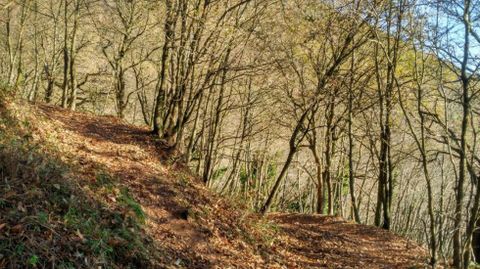 Uno de los numerosos caminos del monte