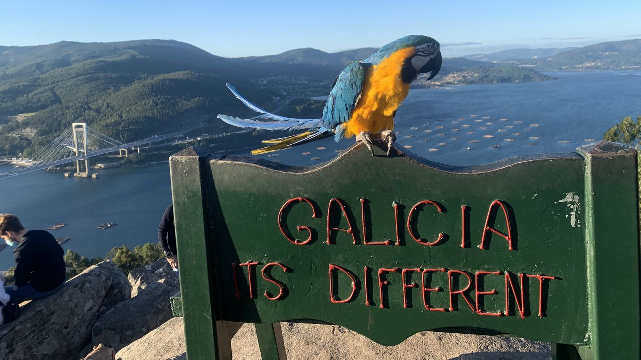 Pepe, el guacamayo que cada domingo explora Galicia
