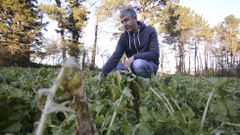 �Tememos perder a metade da producci�n do grelo�