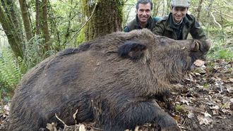 Los vakamulos son superjabal�es de hasta 200 kilos de peso que, pese a moverse por zonas inh�spitas alejadas de la actividad humana, tambi�n provocan da�os en el campo.