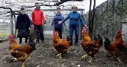 Criadores de gallos de San Salvador de Meis con los ejemplares que van a poner a la venta el pr�ximo domingo.