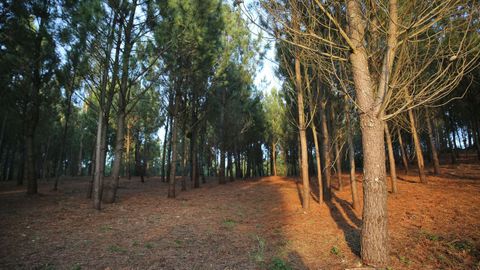 El inters por el valor ambiental del monte va a ms en Galicia.