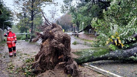 Cae un rbol en el monte de O Castro, en Vigo.