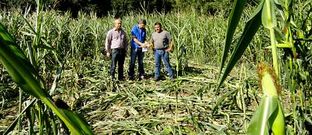 Miembros de Uni�ns Agrarias reconocieron los da�os del jabal� ayer en la finca destrozada en Escuadro.