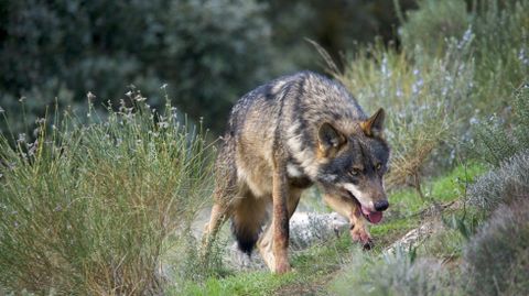 Un lobo ibrico