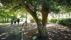 amenaza.Tejo. El ejemplar es otro de los que sufre la concentraci�n de j�venes que invaden su espacio cada semana. Un libro editado por el Concello en 1987 calcul� que en M�ndez N��ez hay 500 especies plantadas. Una cantidad que sufri� variaciones desde entonces