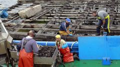 Trabajadores en una batea de la r�a de Arousa, donde se concentran buena parte de los m�s de 3.300 criaderos flotantes de mejill�n de Galicia