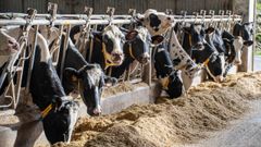 Todo animal que llega a Galicia desde fuera de la comunidad tiene que pasar cuarentena