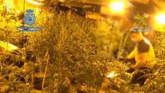 V�deo de la plantaci�n de marihuana en Cambre