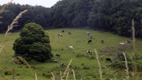 Imagen de archivo de vacas pastando en la provincia de Lugo