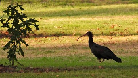 Ca�a�lla en el campo de golf de Mondariz.