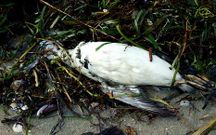 Uno de los araos muertos aparecidos el domingo en la playa.