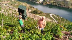 Vendimia en la ribera de As Forcadas,  el da del arranque oficial de la campaa