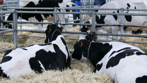 Novillas en una subasta de ganado fris�n en la feria de San Isidro, en Sarria, hace a�os. 