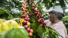 Productores de caf� de El Salvador contar�n su experiencia en Ourense