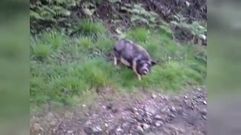 El �Porcoril� amenaza la fauna salvaje