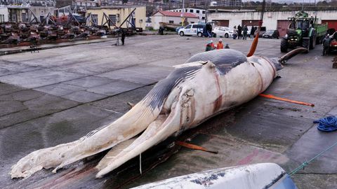 Despiezan la ballena varada en Oza desde el s&aacute;bado para proceder a su retirada