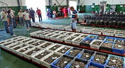 La lonja de Campelo ha sido este verano una de las principales referencias para la venta de almeja fina y berberecho en las R�as Baixas.