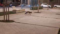 Un zorro paseando por las calles del barrio de Laba�ou